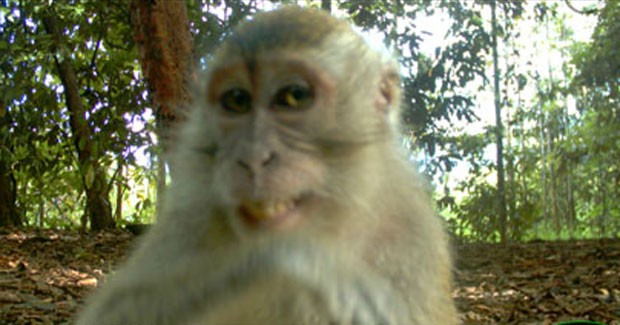 Macaco sorridente foi flagrado por câmeras em floresta na Malásia. (Foto: Divulgação/Universidade de Cardiff)