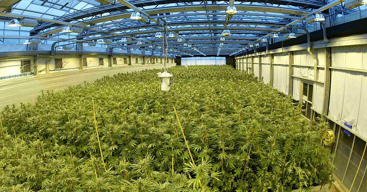 Droga à base de maconha tem sucesso em teste contra epilepsia