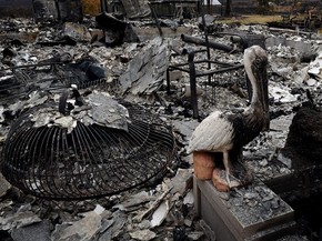 Uma estátua de pelicano queimada é vista em casa destruída por incêndio em Middletown, na Califórnia, na quarta (16) (Foto: AFP Photo/Mark Ralston)