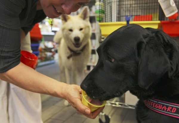 Lara, uma cadela labrador, experimenta o gelato. Com temperaturas altas na Itália os cães também podem se refrescar com o sorvete em pet shops nos arredores de Roma. (Foto: Andrew Medichin/AP)