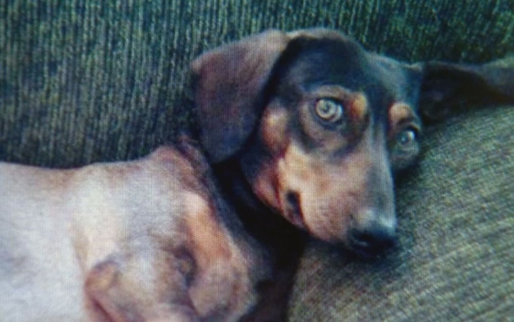 Snoopy morreu ao defender o dono de um ataque de pit bull (Foto: Reprodução / TV TEM)