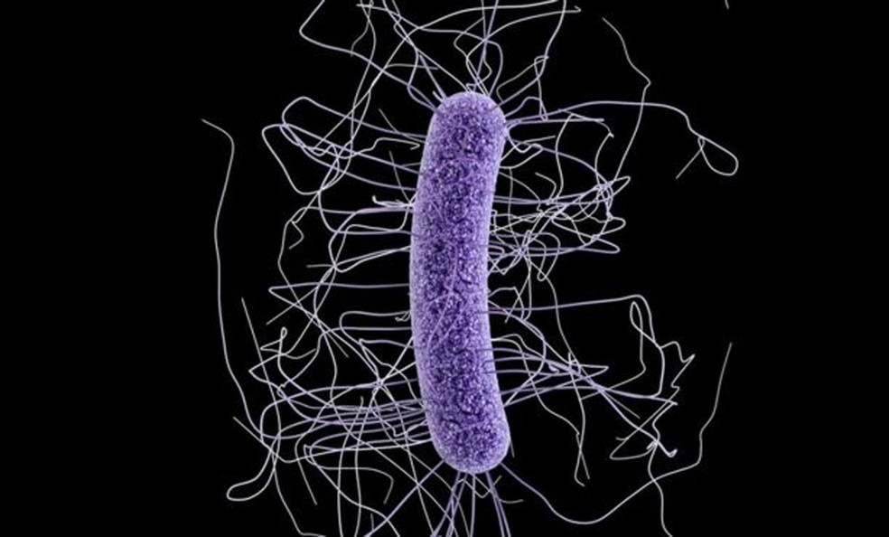 Brasil tem alguns dos maiores índices de resistência em determinadas bactérias, segundo especialista (Foto: CDC)