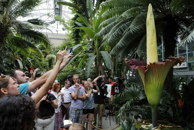 Flor-cadáver atraiu dezenas de turistas nesta segunda-feira (22) em Washington (Foto: Larry Downing/Reuters)