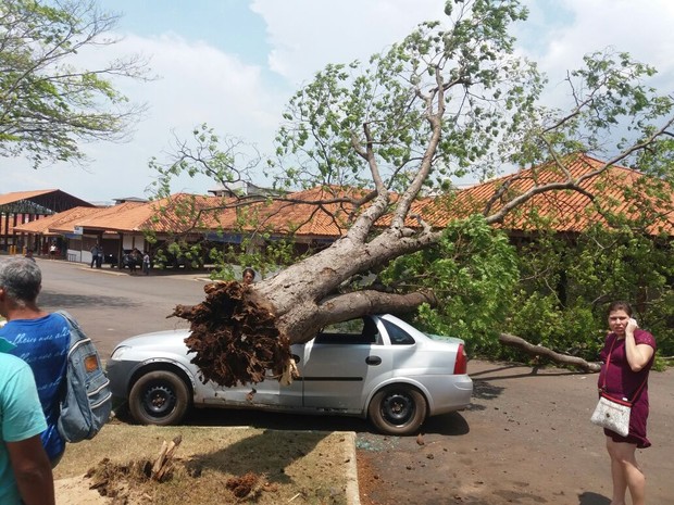 G1 Ventania derruba árvore sobre carro estacionado em Ouro Preto RO