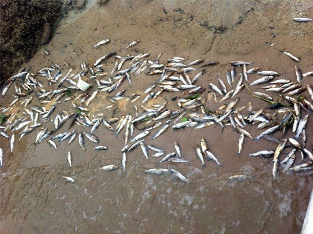 Peixes aparecem mortos às margens do Lago de Furnas. (Foto: Agenor Garcia Rosa)