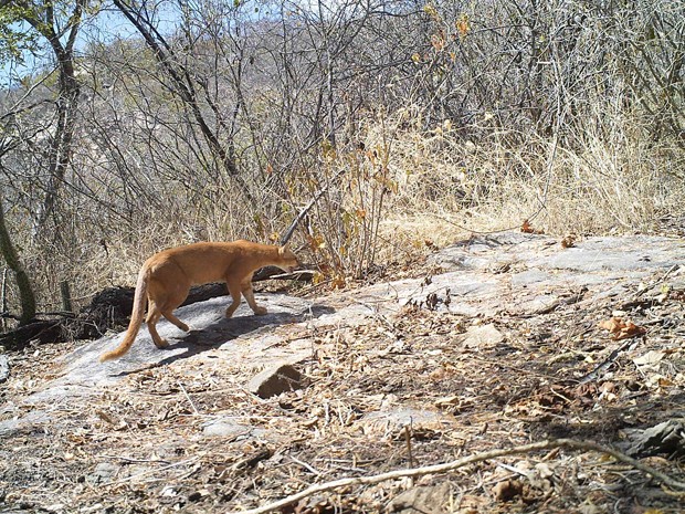 Gato Morisco é retratado na caatinga potiguar pelas armadilhas fotográficas (Foto: Divulgação/Projeto Caatinga Potiguar)