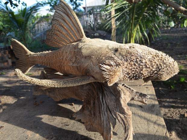 Peixe comedor de madeira, tem o corpo coberto de espinhos. (Foto: Glebson Viana/G1)