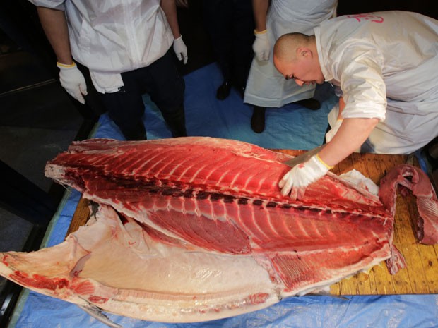 Um funcionário da rede de sushis japeonesa Kiyomura corta um atum de 230 Kg comprado por R$ 166 mil no tradicional primeiro leião do ano do mercado de peixes de Tsukiji, em Tóquio (Foto: Shizuo Kambayashi/AP)