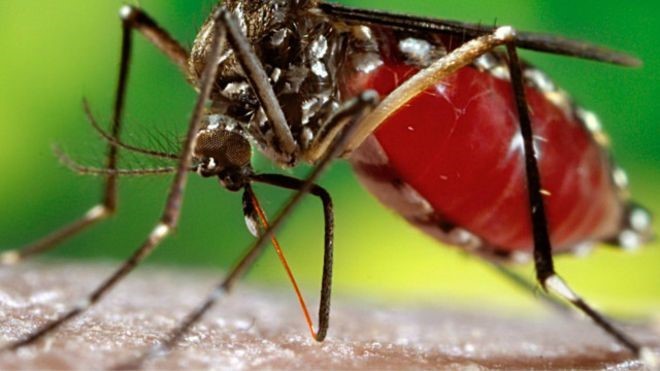 Brasil enfrenta tríplice epidemia do zika vírus, dengue e febre chikungunya. Em comum entre as doenças, o vetor de transmissão, o mosquito Aedes aegypti. (Foto: James Gathany/CDC)