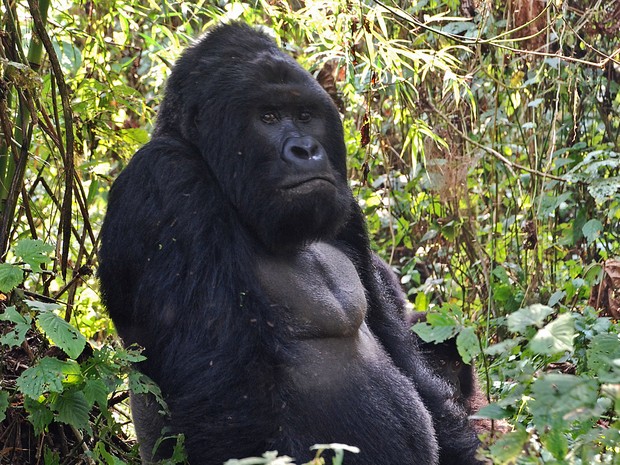 Imagem de agosto de 2015 mostra um gorila gigante no Parque Nacional de Virunga, no Congo (Foto: Peter Martell/AFP)
