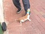 Gatinho é encontrado com cabeça entalada em frasco de plástico Gatinho é encontrado com cabeça entalada em frasco de plástico