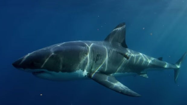 Cientistas querem descobrir qual animal conseguiu devorar tubarão-branco de 2,7 m na costa da Austrália (Foto: Reprodução/YouTube/Smithsonian Channel)