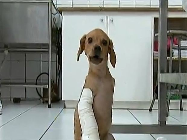 [Image: caozinho.jpg]