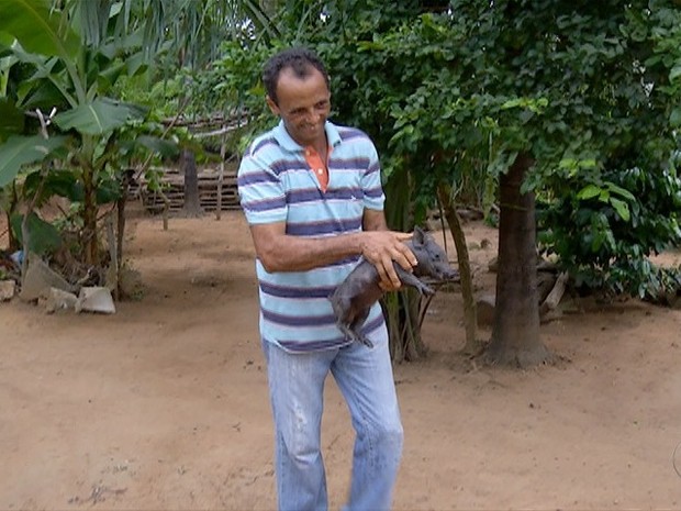 Produtor rural diz que há 30 anos trabalha com criação de suínos e nunca tinha visto um caso de hermafroditismo (Foto: Reprodução/TV Anhanguera)