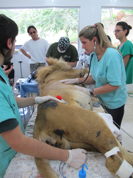 Leão Juba foi anestesiado antes de receber tratamento dentário e realizar exames em ONG de Jundiaí (Foto: Eduardo Carvalho/G1)