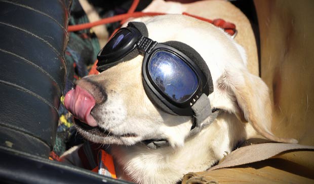 Em maio deste ano, um cão foi fotografado de óculos de sol enquanto curtia o calor em Budapeste, na Hungria. (Foto: Bela Szandelszky/AP)