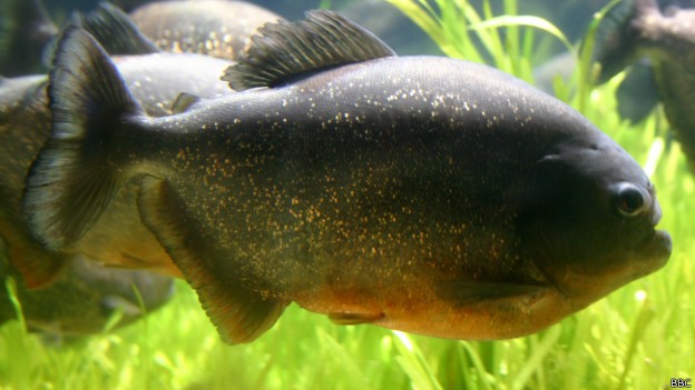 Piranha-vermelha é comum no rio Paraná e pode ser mais agressiva durante ondas de calor (Foto: BBC)