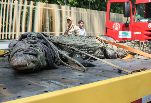 Jacaré tem aproximadamente 4,5 m e foi encontrado nas proximidades do Porto do Ceasa, em Manaus (Foto: Camila Henriques/G1)