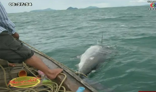 Eles levaram mais de uma hora para conseguir puxá-lo para o barco (Foto: Reprodução/YouTube/TvThailandHD)