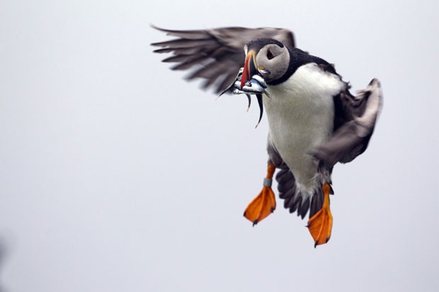 Cena foi registrada na ilha de Eastern Egg Rock, no Maine (Foto: Robert F. Bukaty/AP)