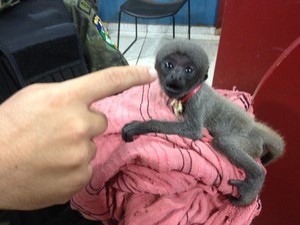 Filhote de macaco foi encontrado acorrentado em Porto Velho (Foto: Matheus Henrique/ G1)