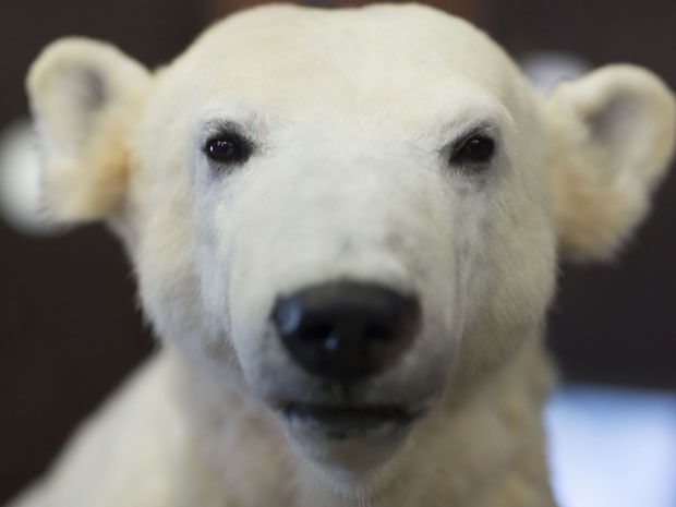 Estátua do urso polar Knut no Museu de História Natural de Berlim (Foto: AP Photo/Markus Schreiber)