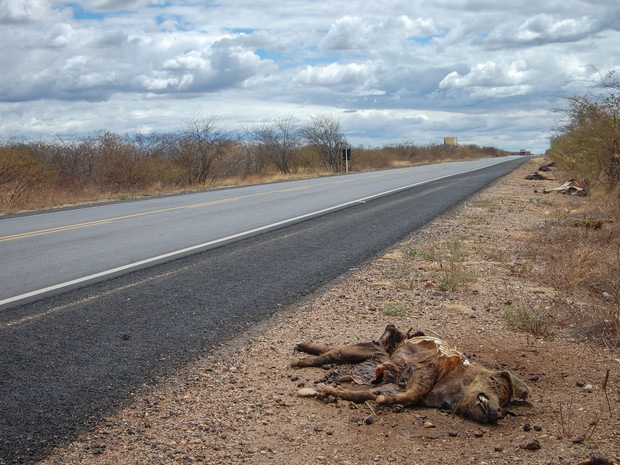 Animais mortos vítimas da seca no sertão paraibano, na rodovia BR 230 (Foto: Diogo Almeida/G1)