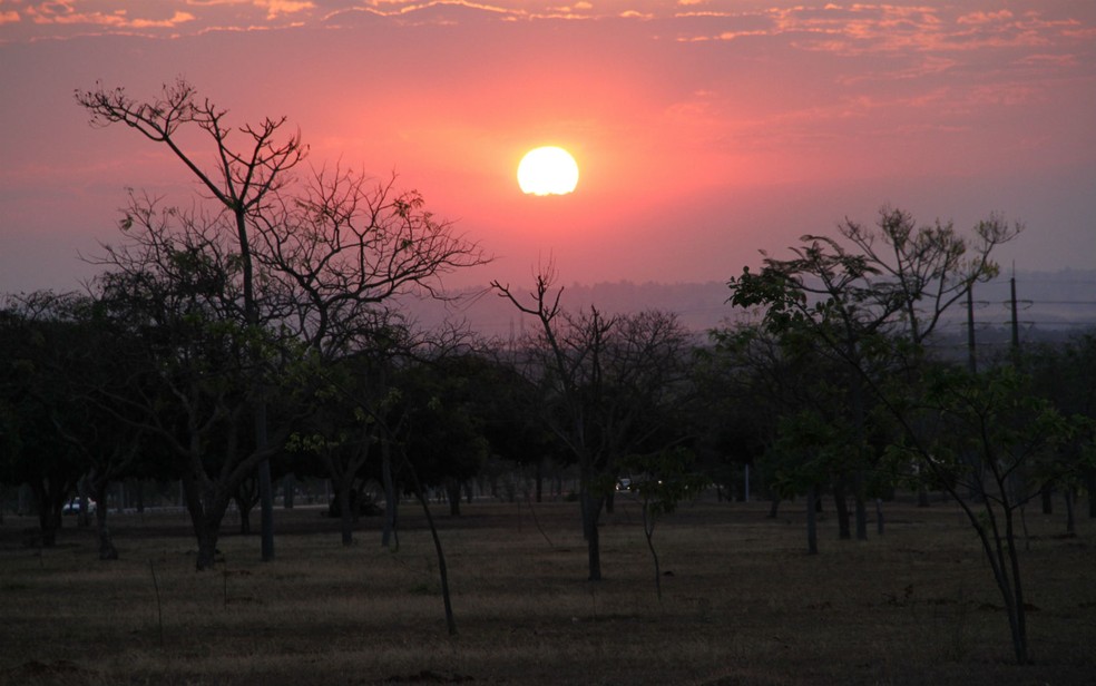 Sol forte sobre área de mata no Eixo Monumental, em Brasília (Foto: Vianey Bentes/TV Globo)