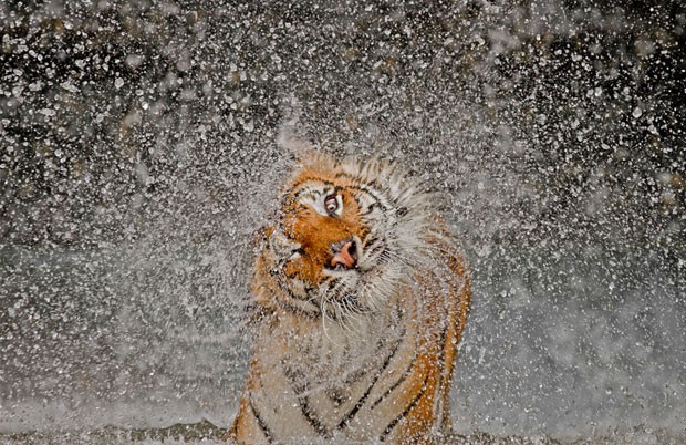 Um tigre chacoalha-se para se secar no zoológico Khao Kheow, na Tailândia. A foto de Ashley Vincent, de título “Explosão”, foi a grande vencedora do prêmio neste ano (Foto: Ashley Vincent/National Geographic Photo Contest)