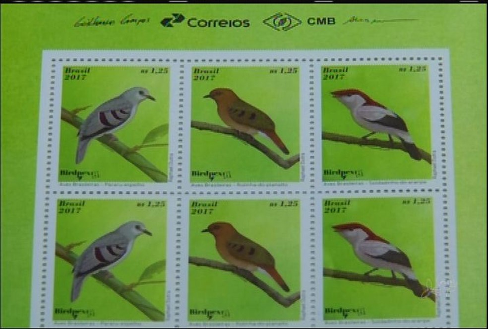 Soldadinho-do-araripe, ave que vive apenas na Chapada do Araripe, ganha selo dos Correios (Foto: TV Verdes Mares/Reprodução)