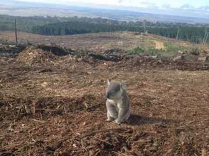 Imagem de 9 de abril mostra exemplar de coala "desolado" em uma rea que abrigava uma floresta de pinheiros, que foi destruda (Foto: Reproduo/Facebook/Wirex)