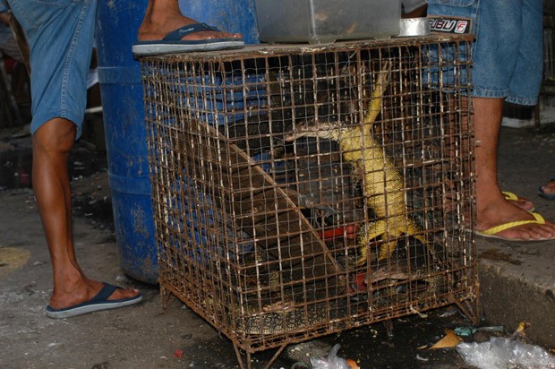  Mercado negro em Manila, nas Filipinas: cientistas disfarçados monitoraram lagartos vendidos ilegalmente como animais de estimação e descobriram novas espécies (Foto: Sy Emerson/Divulgação)