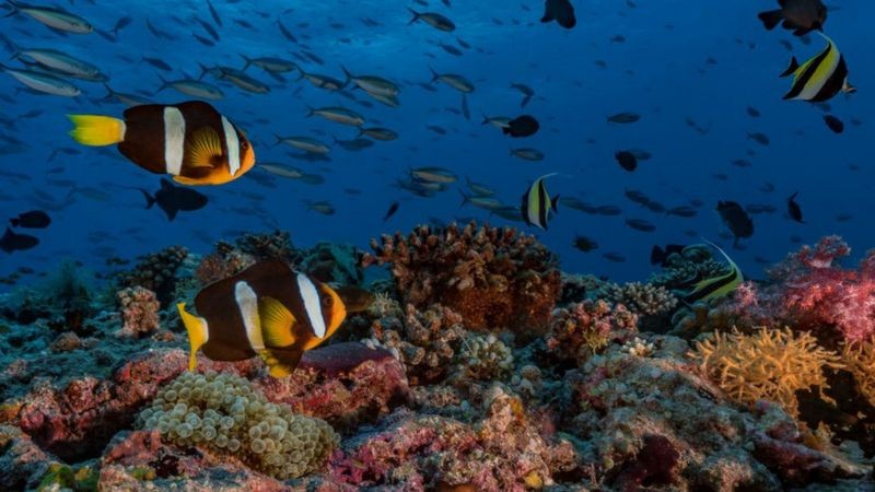 Se a temperatura média global continuar a aumentar, quase todos os corais de água mais quente poderão desaparecer (Foto: Getty Images via BBC News Brasil)