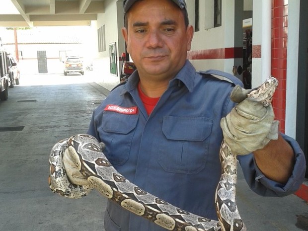 G1 Jiboia de quase 2 metros é capturada em um sítio em Governador