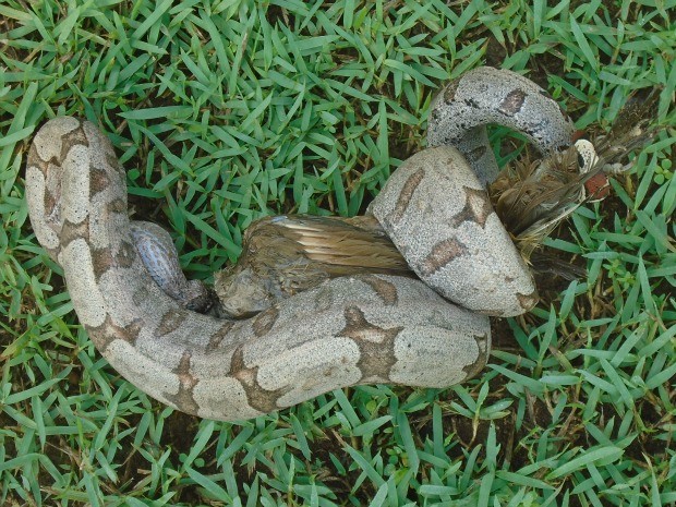 Cena de cobra devorando pÃ¡ssaro foi registrada no domingo. (Foto: AntÃ´nio de PÃ¡dua Faria/Arquivo Pessoal)