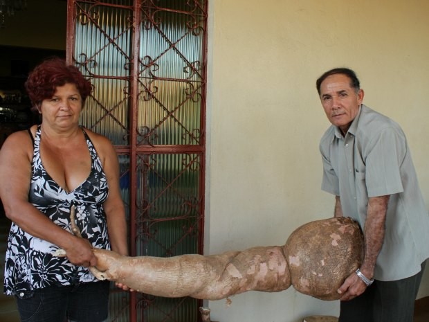Edivaldo precisou da ajuda da vizinha para segurar a macaxeira gigante (Foto: Flaviane Azambuja/G1)