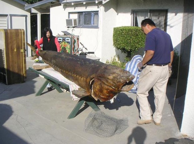 Foto de peixe gigante empalhado gerou discussão no Reddit (Foto: Reprodução/Reddit/Happyadrian)