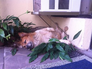 Em Santa Maria, cão tenta se refrescar em meio a calor extremo na Região Central (Foto: Luiza Carneiro/G1)