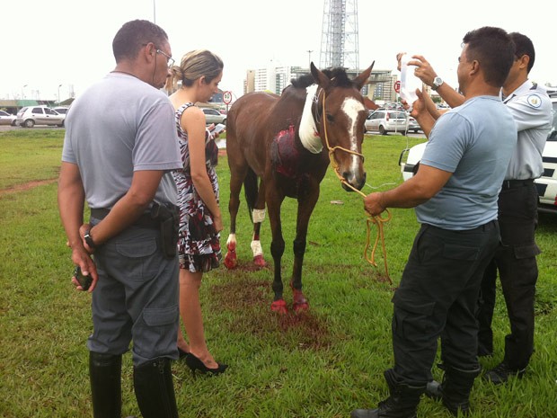 Cavalo recebeu soro e medicamentos no gramado do Eixo Monumental (Foto: Káthia Mello/G1)