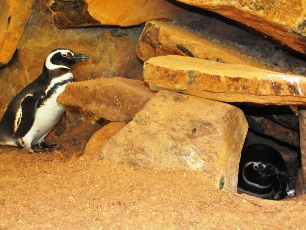 Pinguins Gramadozoo (Foto: Halder Ramos/Divulgação)