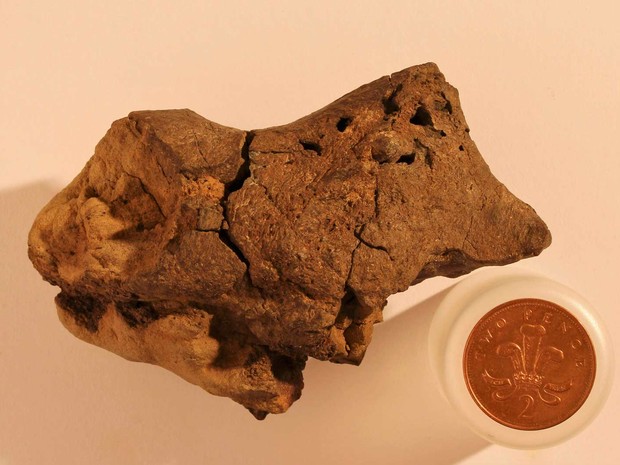  Primeiro exemplar de tecido de cérebro fossilizado de um dinossauro  (Foto: University of Cambridge/Handout via REUTERS)