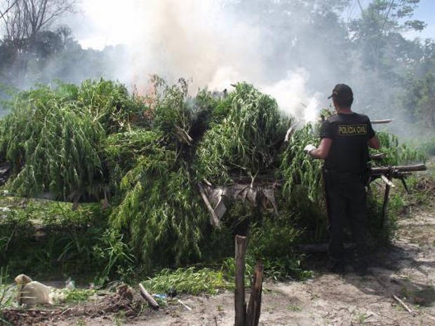 Plantações de maconha foram icineradas pela polícia em Nova Ipixuna do Pará, no nordeste do estado. (Foto: Divulgação/Polícia Civil do Pará)