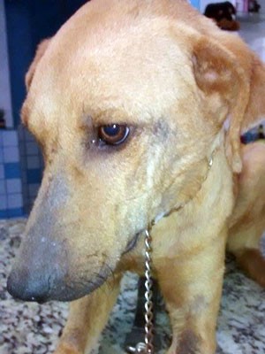 Cão foi resgatado por técnica de enfermagem e atendido em ONG (Foto: ONG Solar/Divulgação)