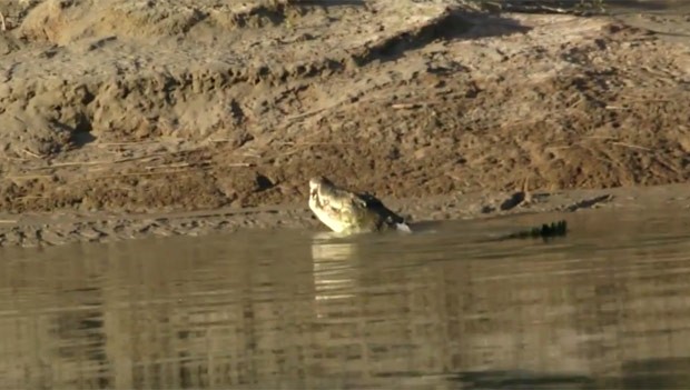 G Australiano Flagra Crocodilo Enorme Devorando Outro Menor Em Rio