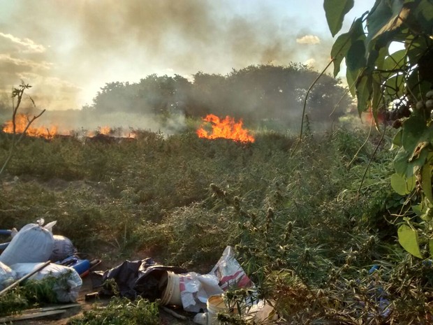 Pés de maconha são encinerados em Operação Ribeirinha em Belém do São Francisco (Foto: Divulgação / Polícia Militar de Belém do São Francisco)