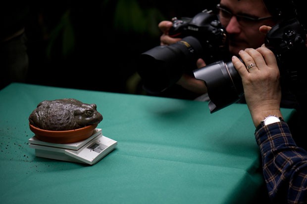Zoológico realizou inventários dos animais (Foto: Arno Burgi/AFP)