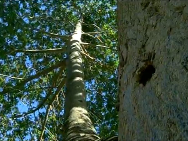 Árvore Baobá de Campos. (Foto: Reprodução/InterTv RJ)