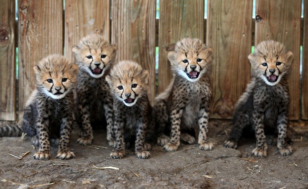 Foto tirada na sexta-feira passada mostra cinco filhotes de leopardo nascidos em cativieiro. (Foto: AP Photo/Richmond Times-Dispatch, Daniel Sangjib Min)