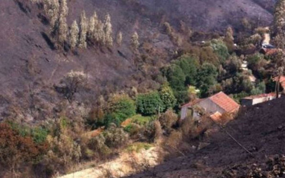 Sítio em Portugal foi protegido por árvores como carvalhos e castanheiras durante incêndio (Foto: Cortesia do Jornal de Notícias)