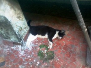 Gatos são encontrados envenenados por chumbinho em Santos | Santos e Região | G1